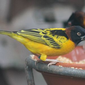 Village weavers males