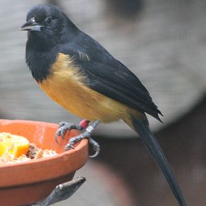 Montserrat oriole male