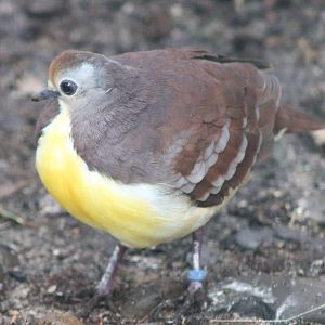 Cinnamon ground dove