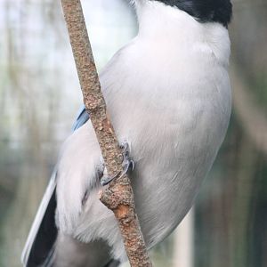 Azure-winged magpie