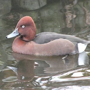 Ferruginous duck