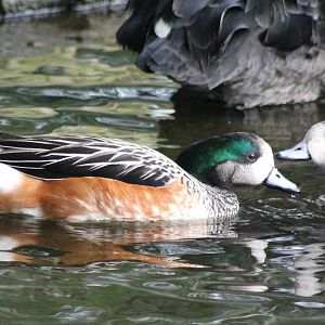 Chiloe wigeons