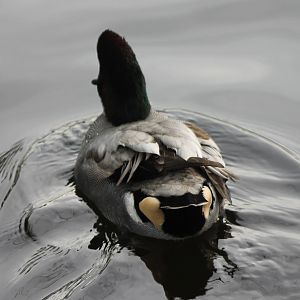 Falcated duck