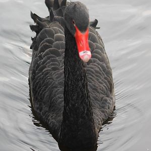 Black swan