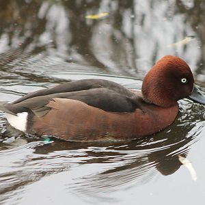 Ferruginous duck