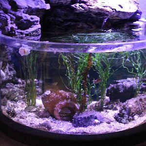 Aquarium