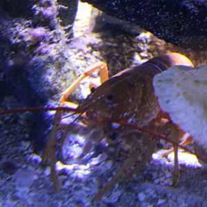 American lobster