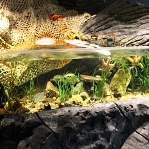 Starfish aquarium