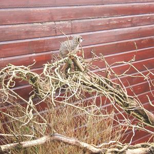 Beaver Hall Farm Park