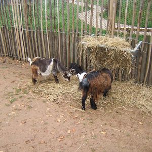 Pygmy Goats in African Village encounter