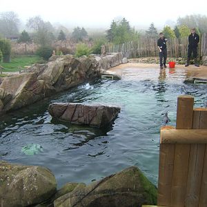 Humboldt`s penguins been fed