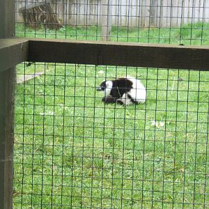 Black and White Ruffed Lemur in the closed off old Lemur enclosure