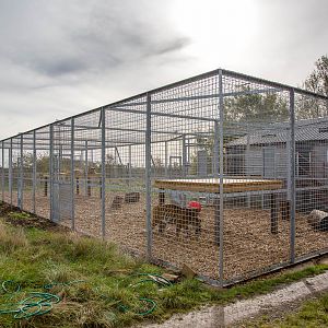 Malayan tiger (enclosure) : Hamerton : 25 Oct 2015