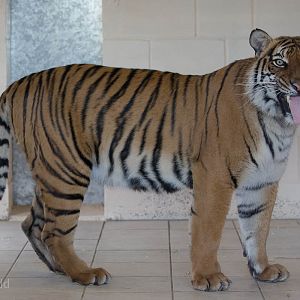 Malayan tiger : Hamerton : 25 Oct 2015