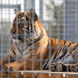 Malayan tiger : Hamerton : 25 Oct 2015