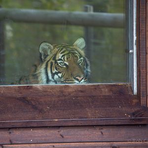 Malayan tiger : Hamerton : 25 Oct 2015