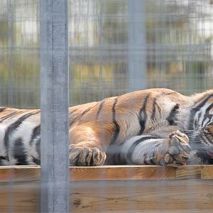 Malayan tiger : Hamerton : 25 Oct 2015