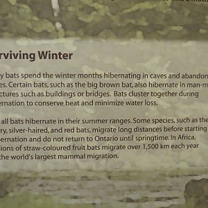 Burrows and Caves of Africa signage detail - 2 of 2