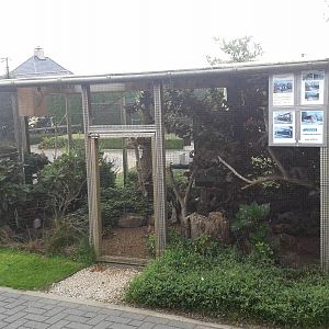 Hoopoe and shama aviary
