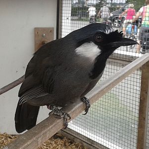Black-throated laughing thrush