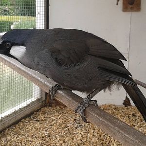 Black-throated laughing thrush