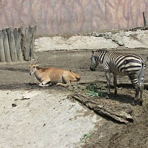 eland and grant?s zebra san juan de aragon zoo