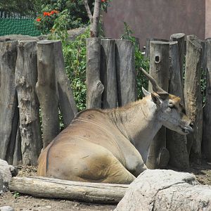 eland  san juan de aragon zoo