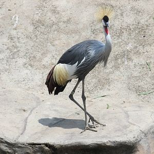 crowned crane san juan de aragon zoo
