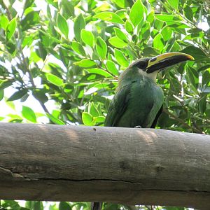 green or emerald toucanet san juan de aragon zoo