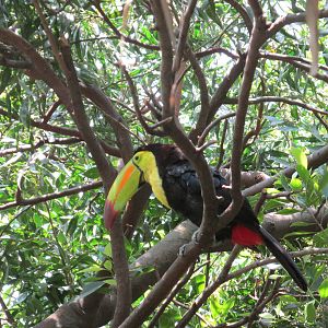 keel billed toucan san juan de aragon zoo