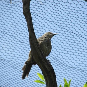 curve billed thrasher san juan de aragon zoo