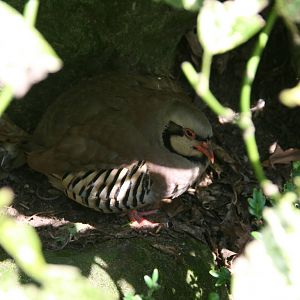 Chukar partridge