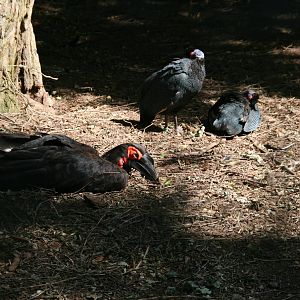Southern ground hornbill and Crested guineafowl