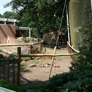 Red river hog exhibit