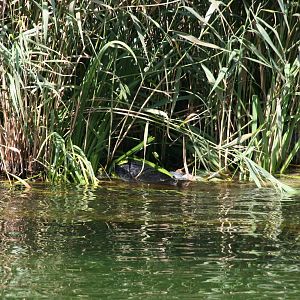 Common sealpup playing in the reeds