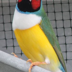 Gouldian finch