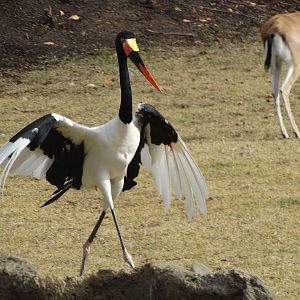 Nov. 2015 - Africa - Saddle-billed Stork