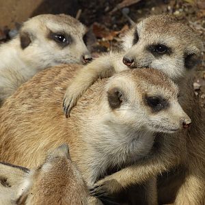 Nov. 2015 - Africa - Meerkat Hugs