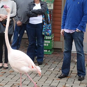 Nov. 2015 - Flamingo Walk