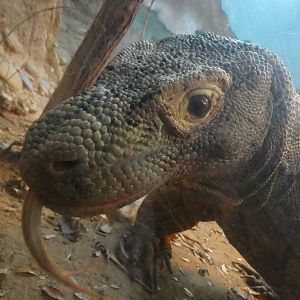 Nov. 2015 - Dragons! - Hudo