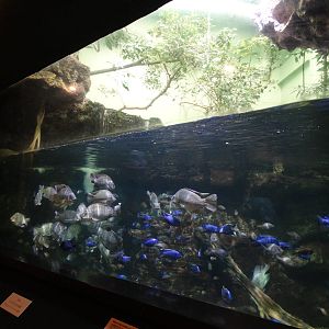 Nov. 2015 - Manatee Springs - Invasive Aliens Tank