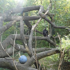 Nov. 2015 - Jungle Trails - Bonobo Exhibit