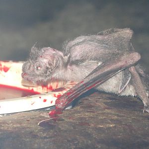 Nov. 2015 - Night Hunters - Common Vampire Bat