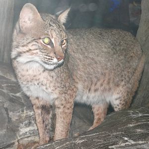 Nov. 2015 - Night Hunters - Bobcat