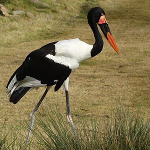 Nov. 2015 - Africa - Saddle-billed Stork