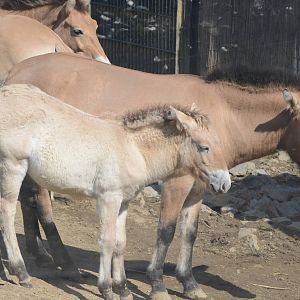 Przewalski's horses