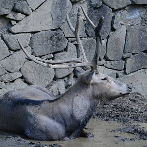 P?re David's deer (male)