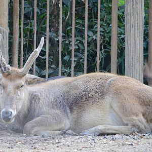 P?re David's deer (female)