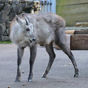 Japanese serow