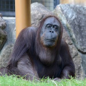 Bornean orangutan